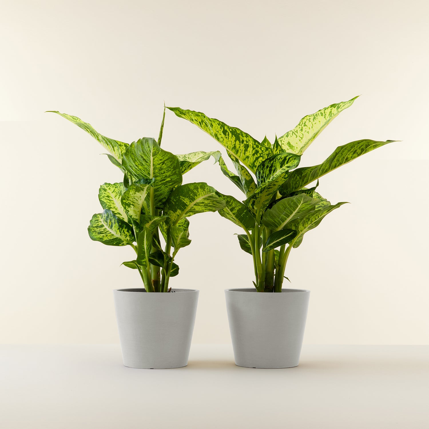 dieffenbachia sublime Dieffenbachia Sublime – Studio Chloro