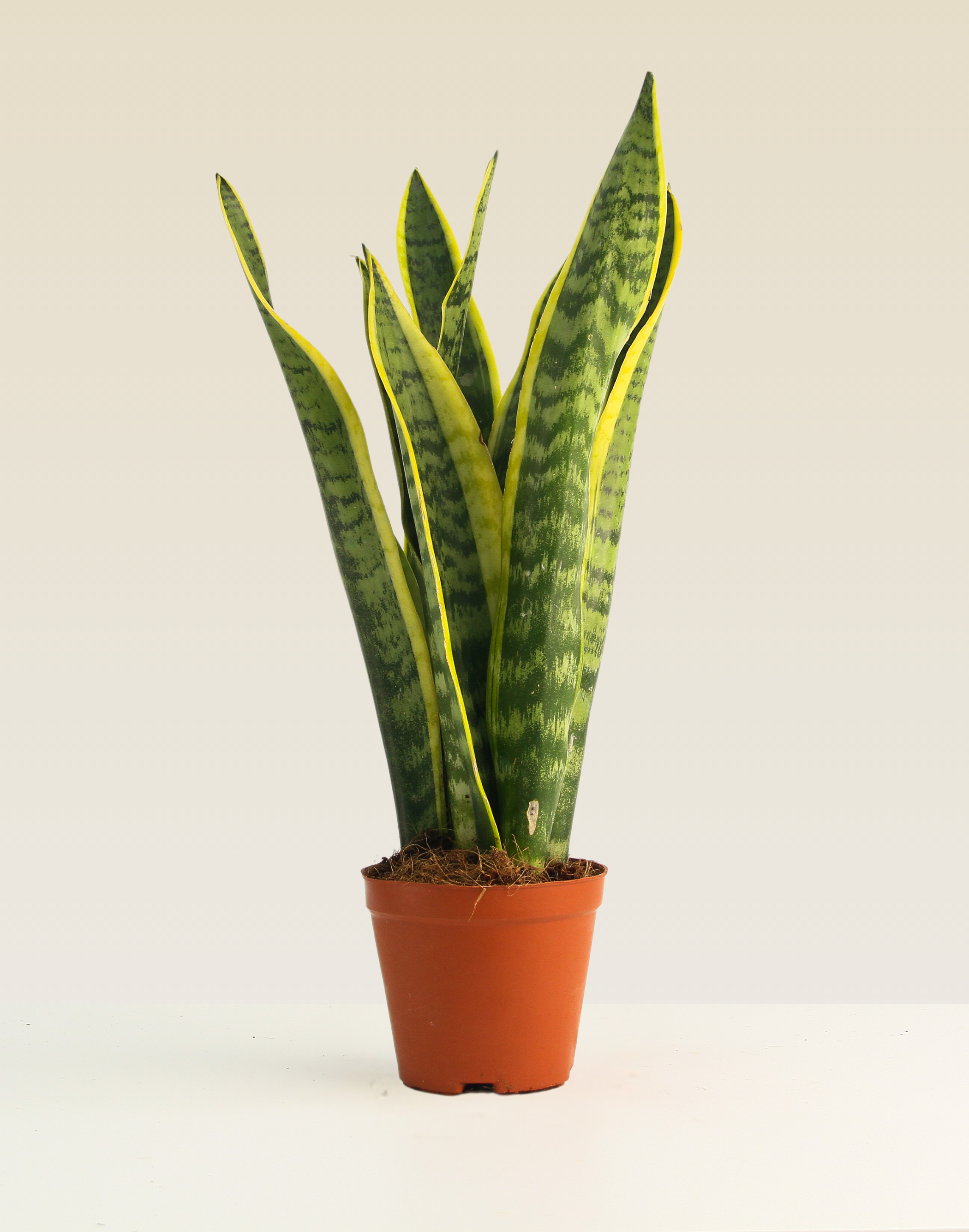 Snake Plant