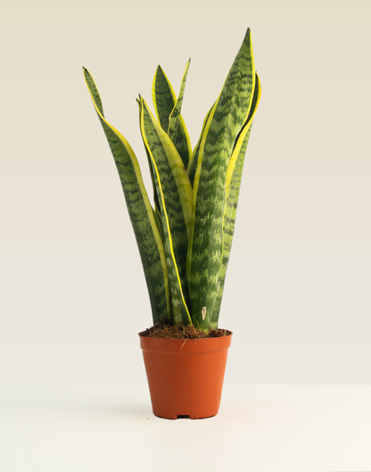 Snake Plant