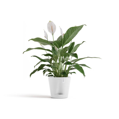 Self Watering Pot