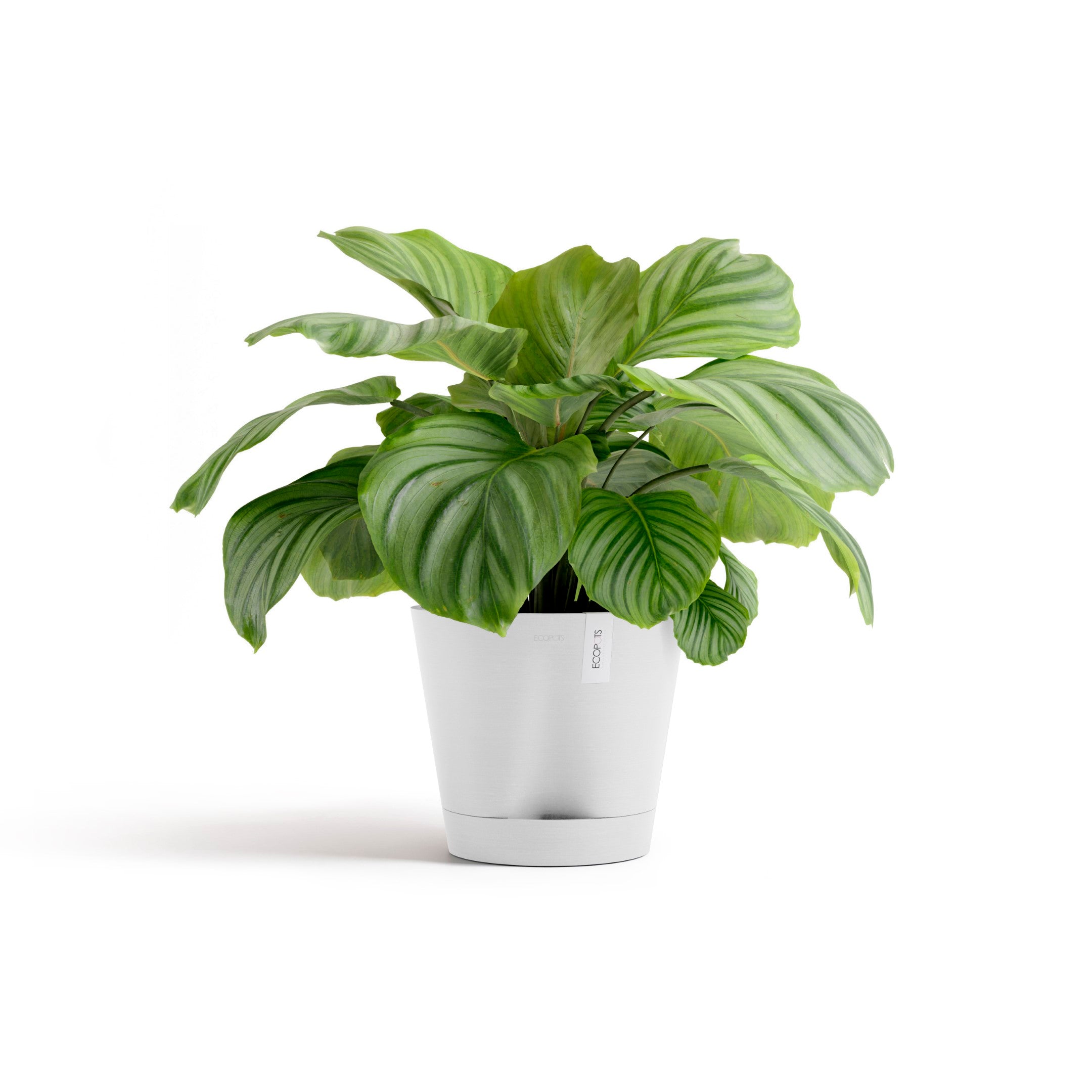 Self Watering Pot