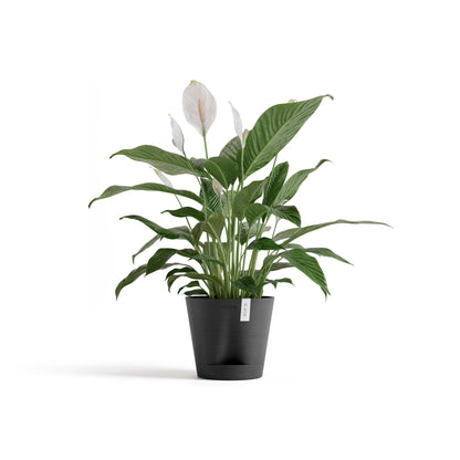 Self Watering Pot