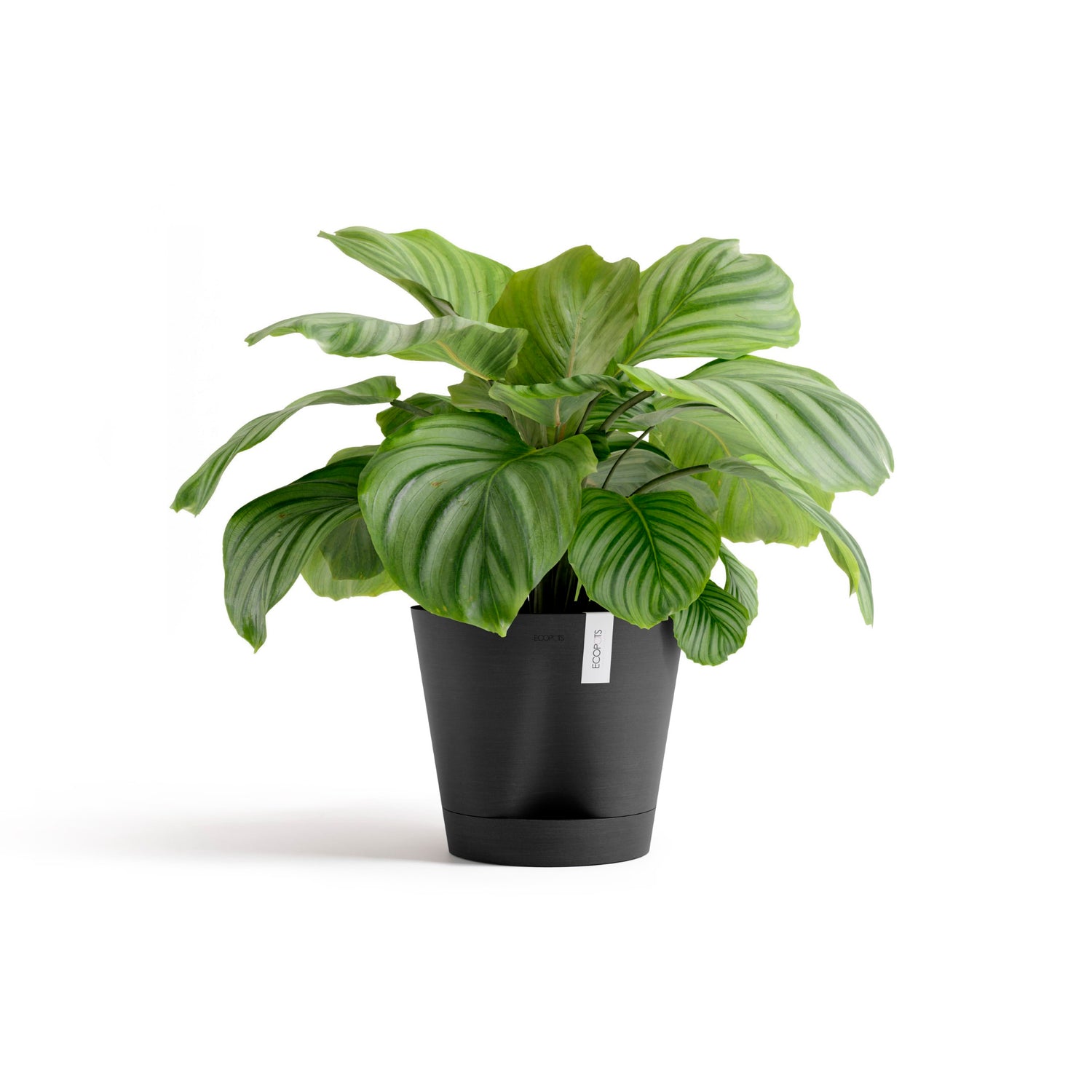 Self Watering Pot