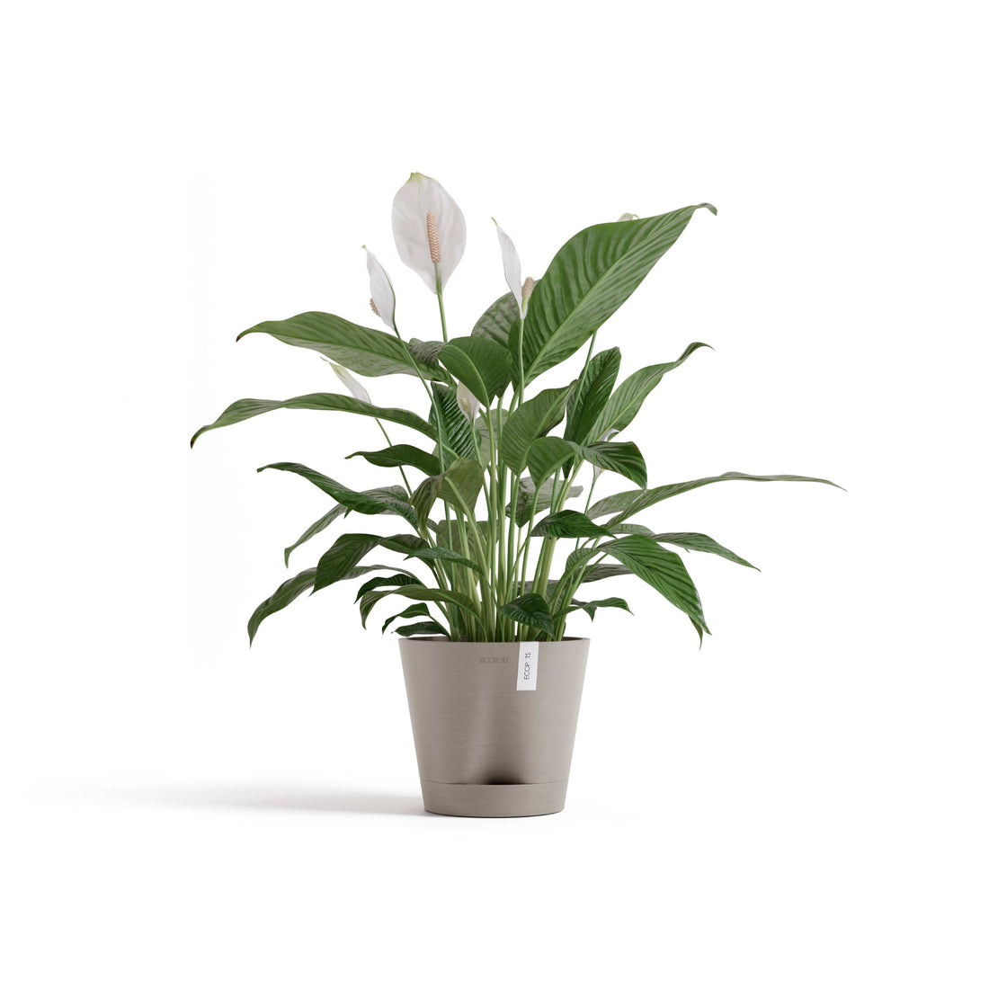 Self Watering Pot