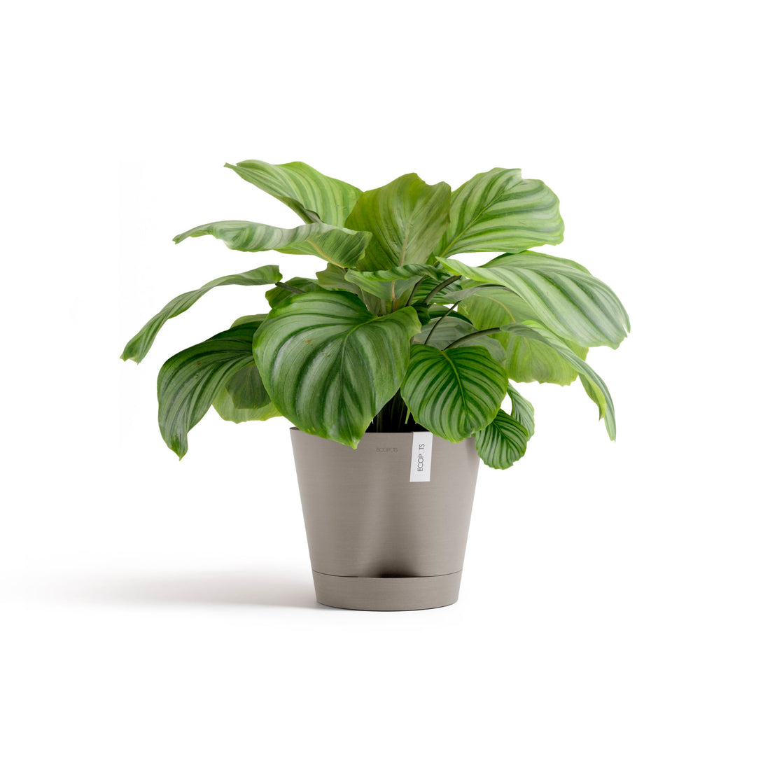 Self Watering Pot