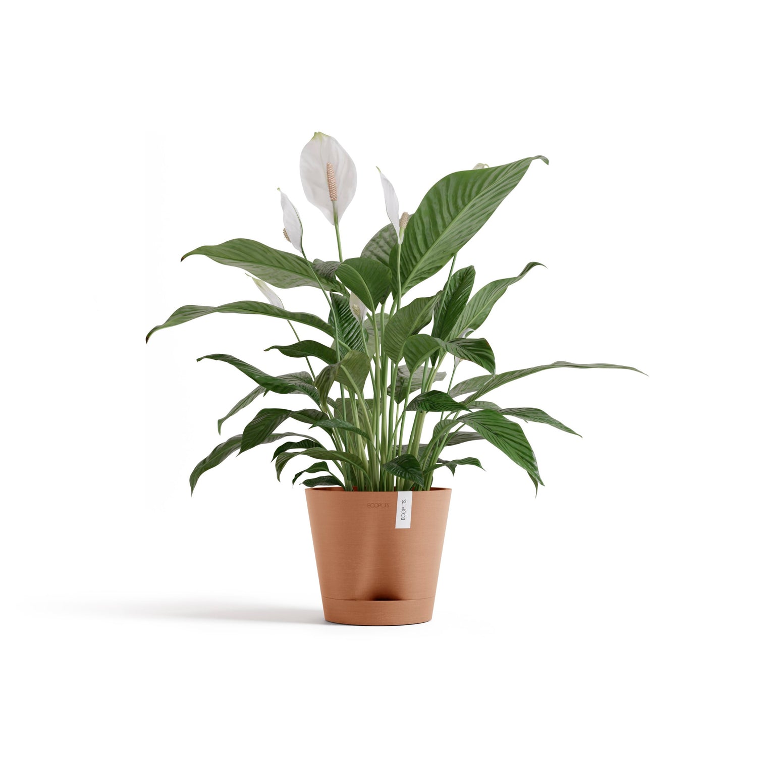 Self Watering Pot