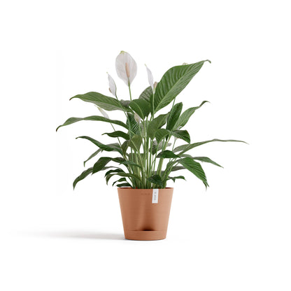 Self Watering Pot