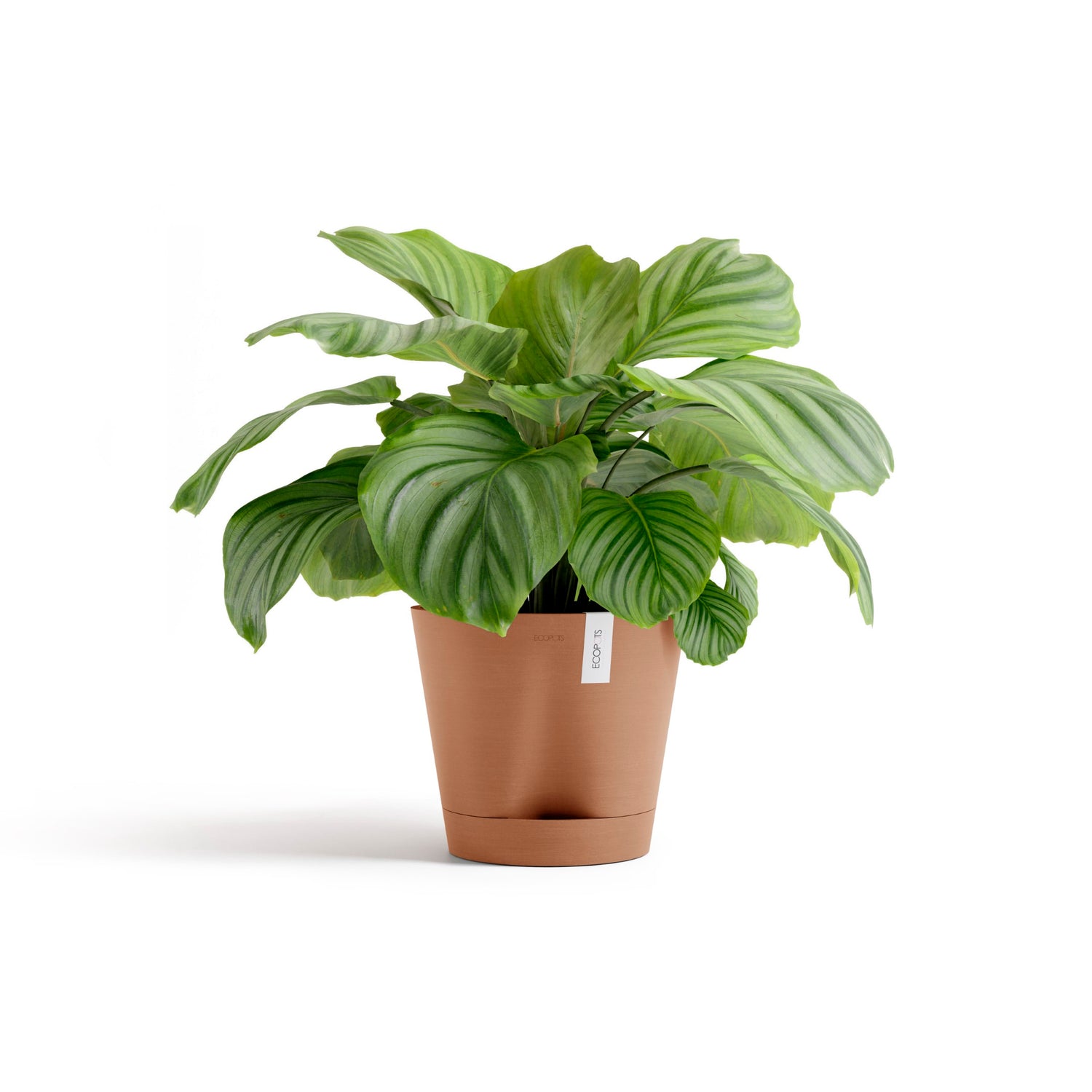 Self Watering Pot
