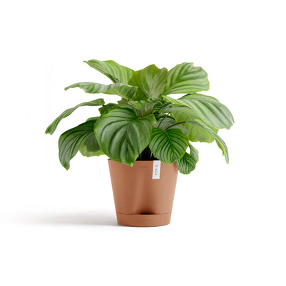 Self Watering Pot