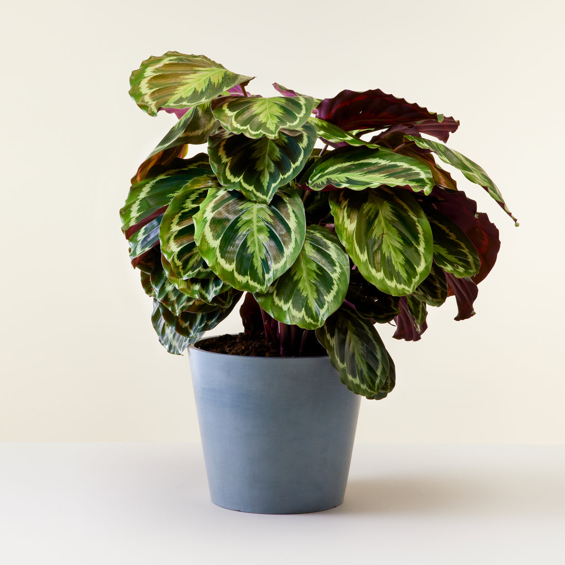 Calathea Medallion