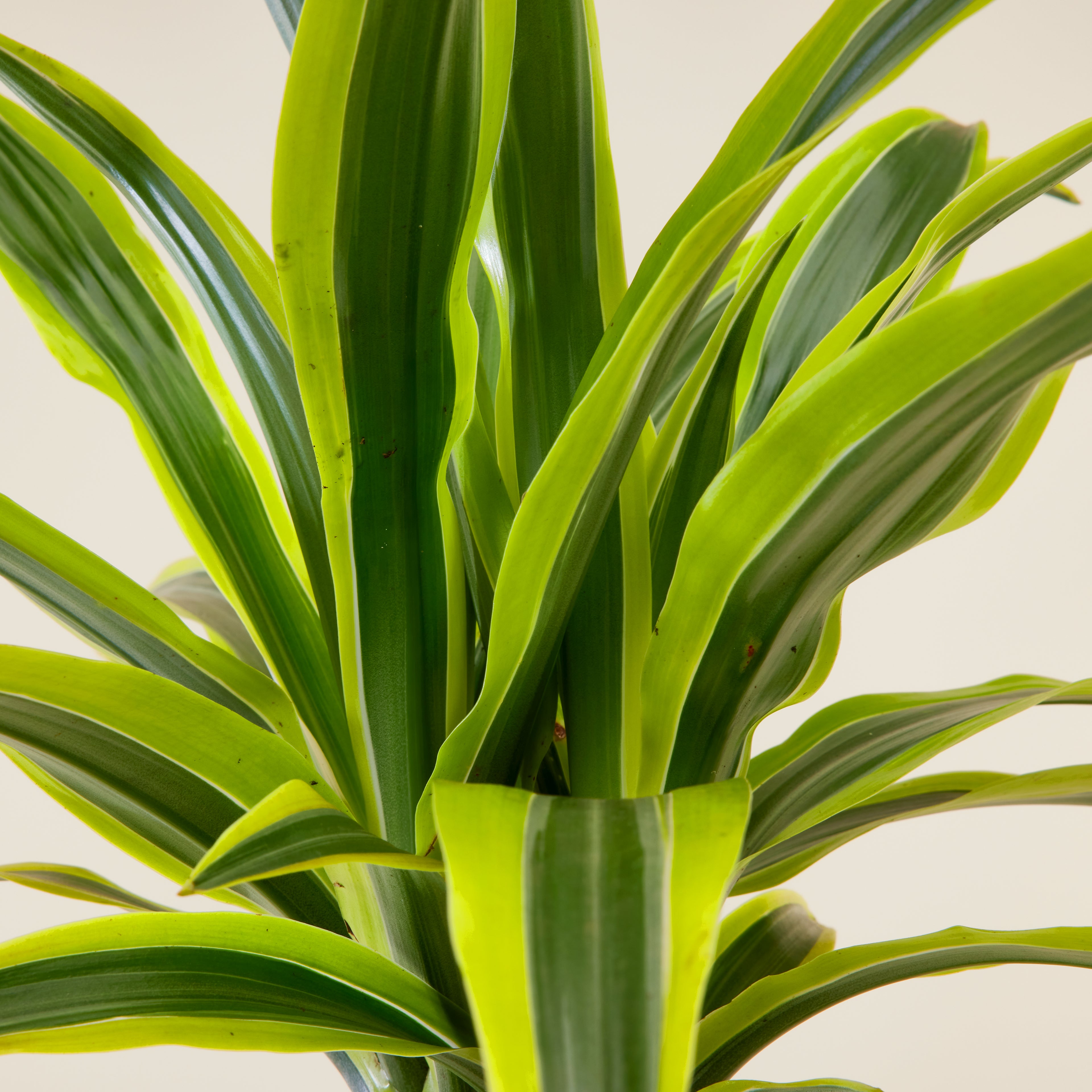 Dracaena Lemon Lime