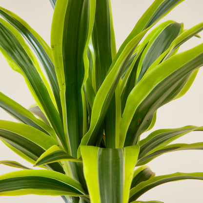 Dracaena Lemon Lime