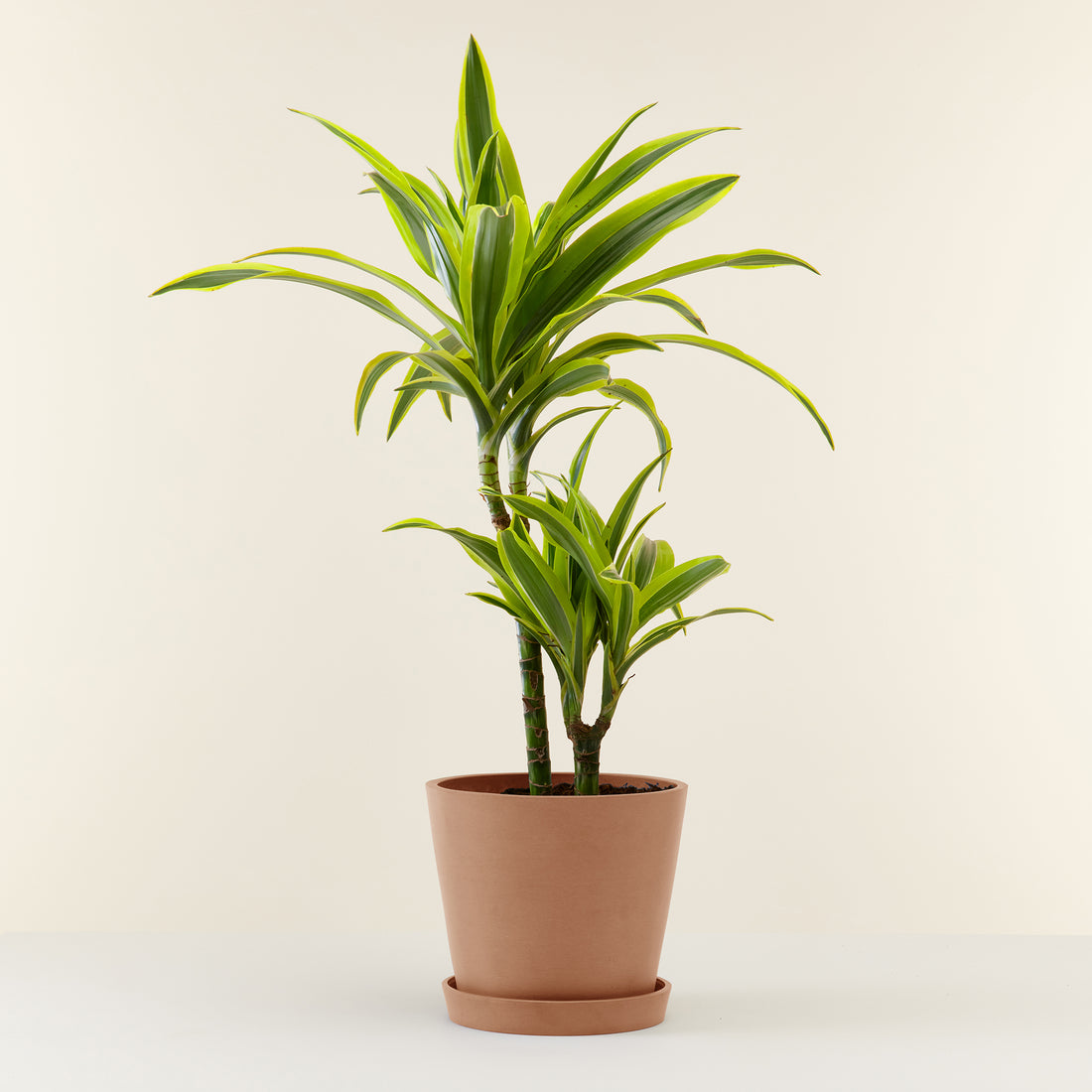 Dracaena Lemon Lime