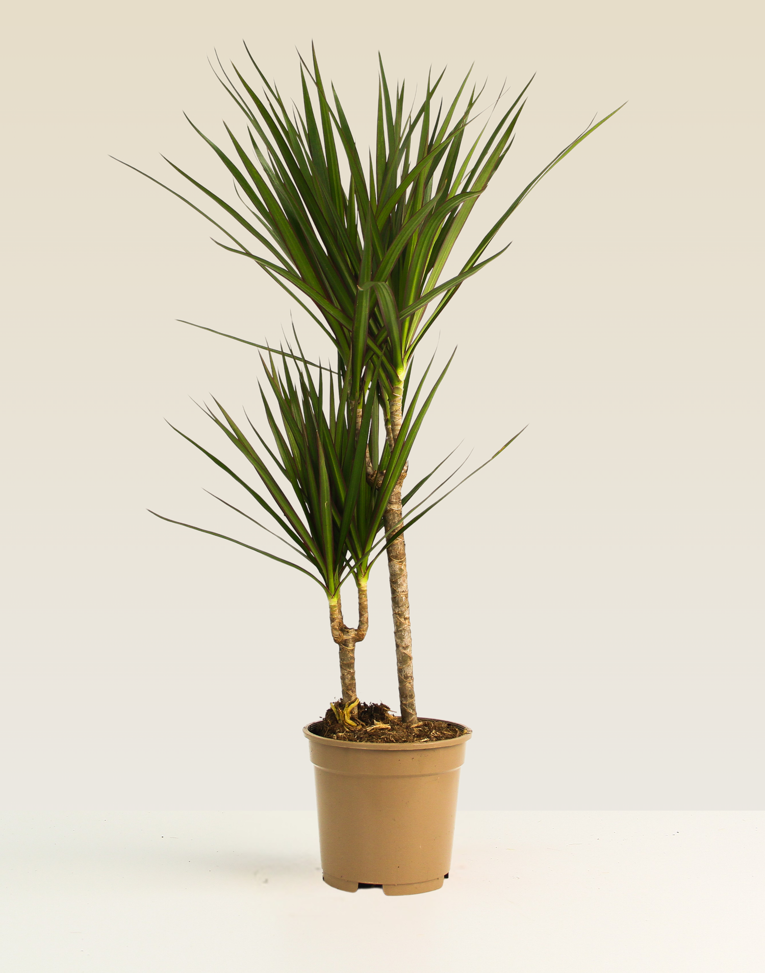 Dracaena Marginata