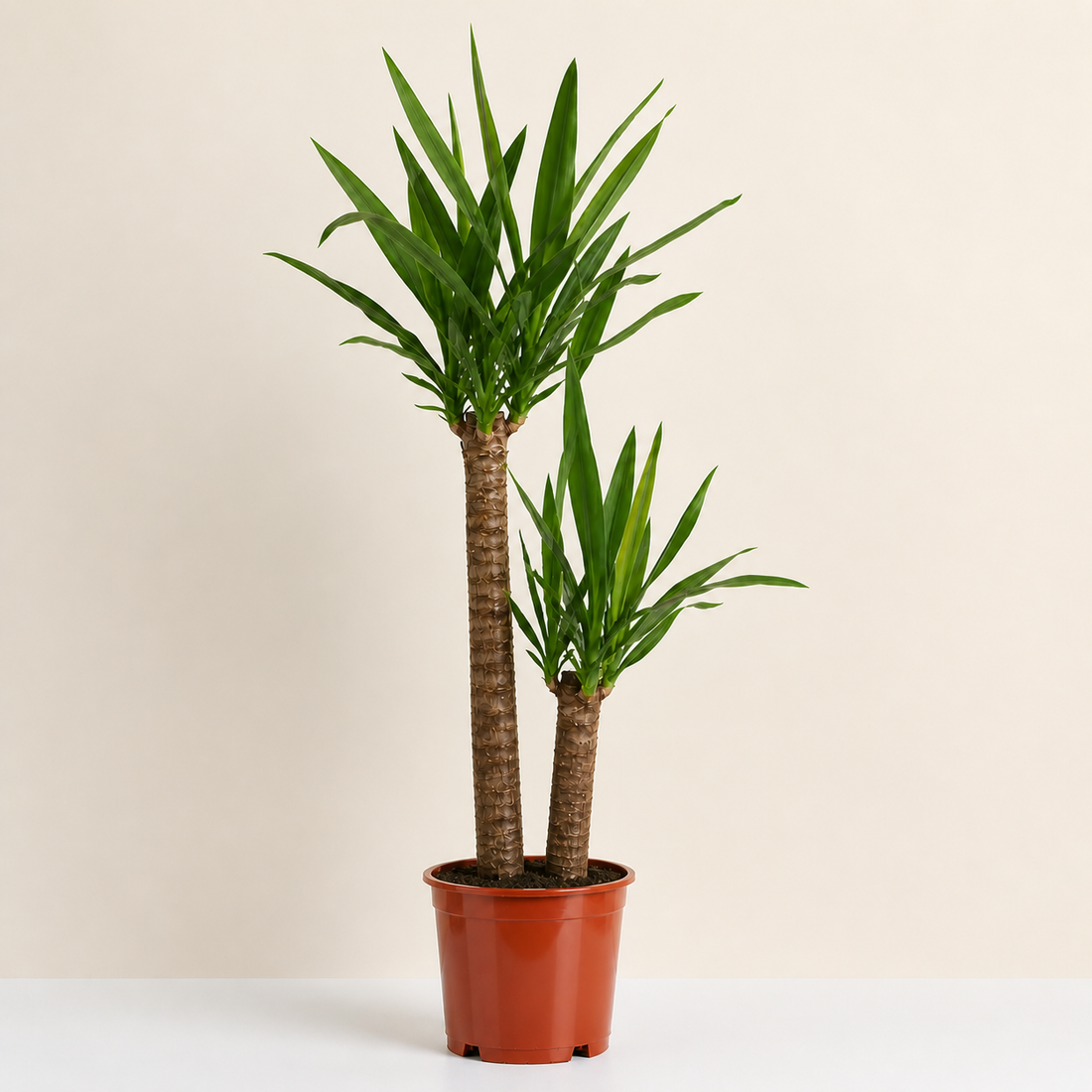Spineless Yucca