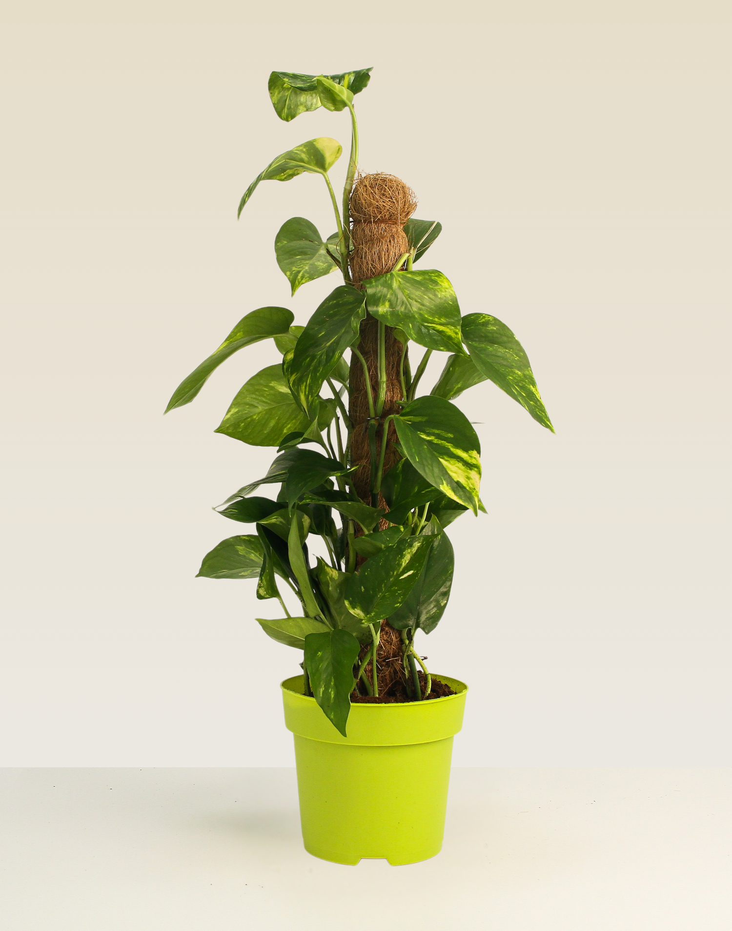 Money Plant