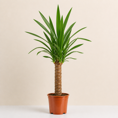 Spineless Yucca