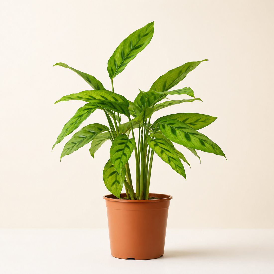 Calathea Leopardina