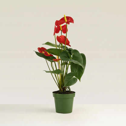 Anthurium Red