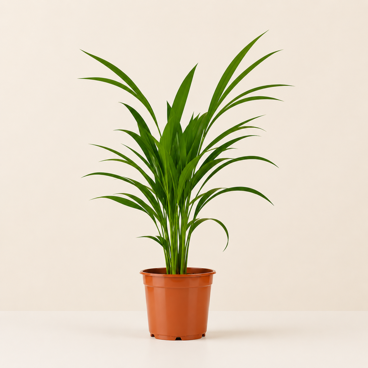 Areca Palm