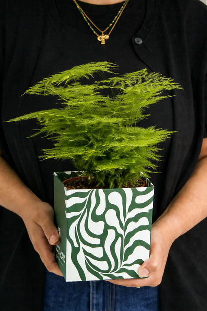 Asparagus Fern