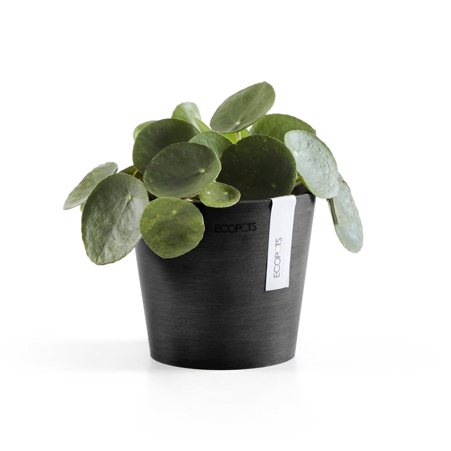 Standard Ecopot