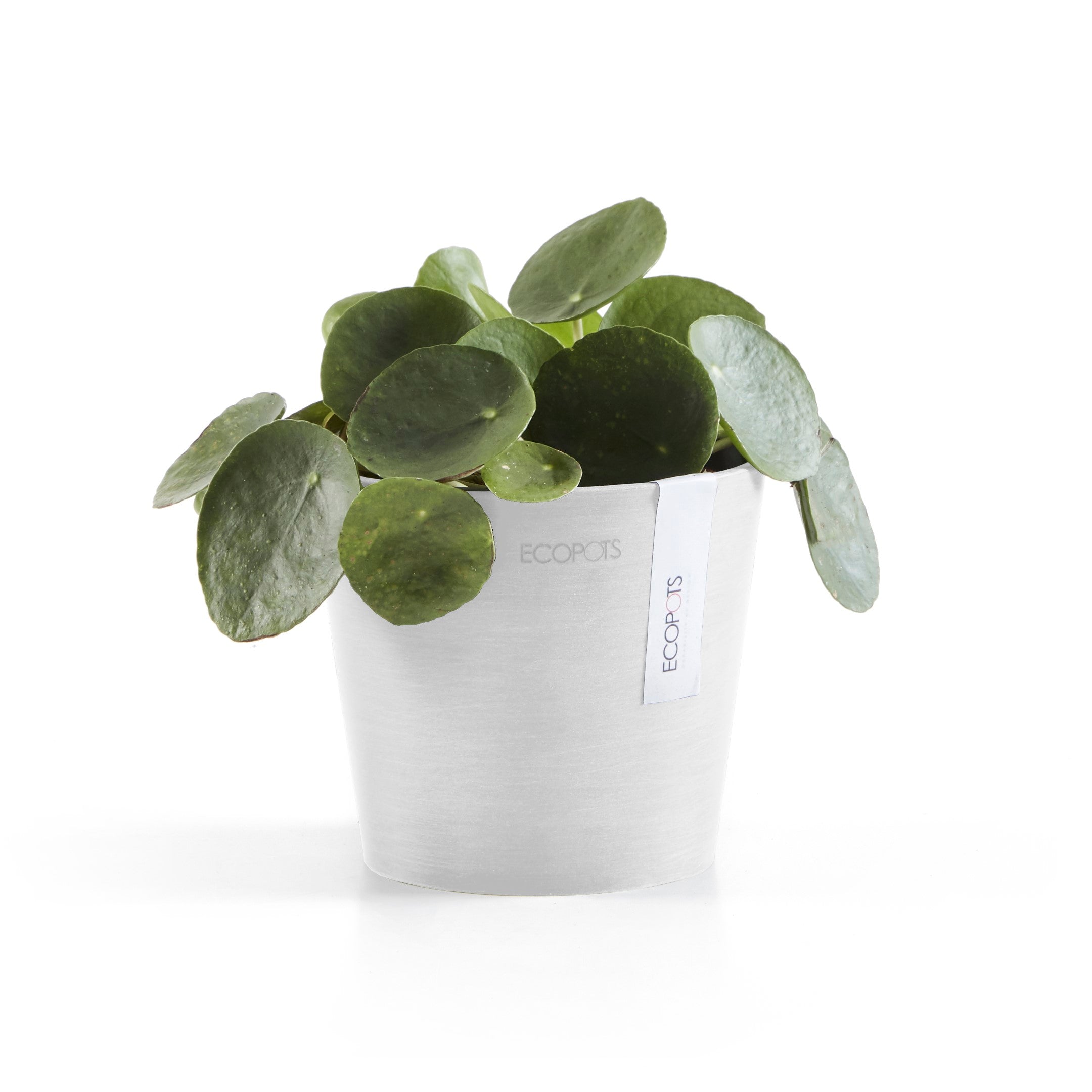 Standard Ecopot
