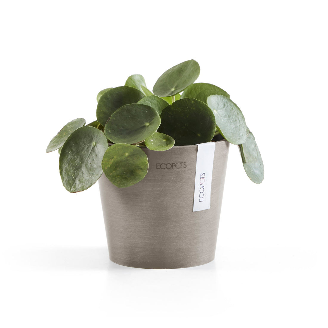 Standard Ecopot