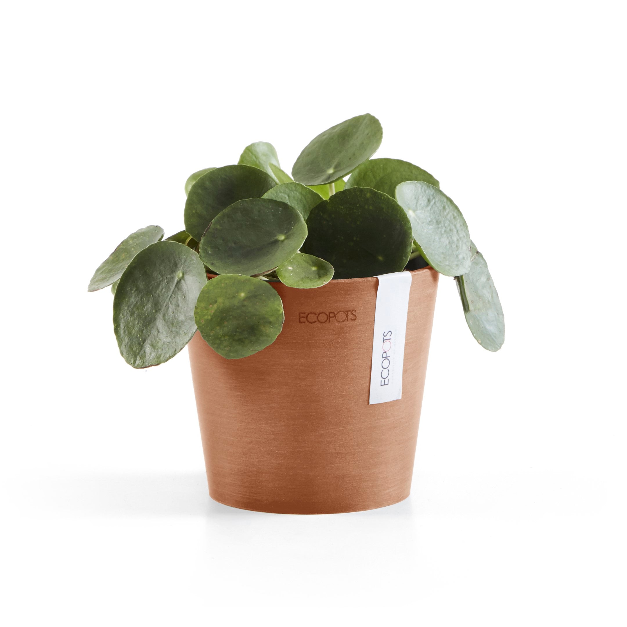 Standard Ecopot