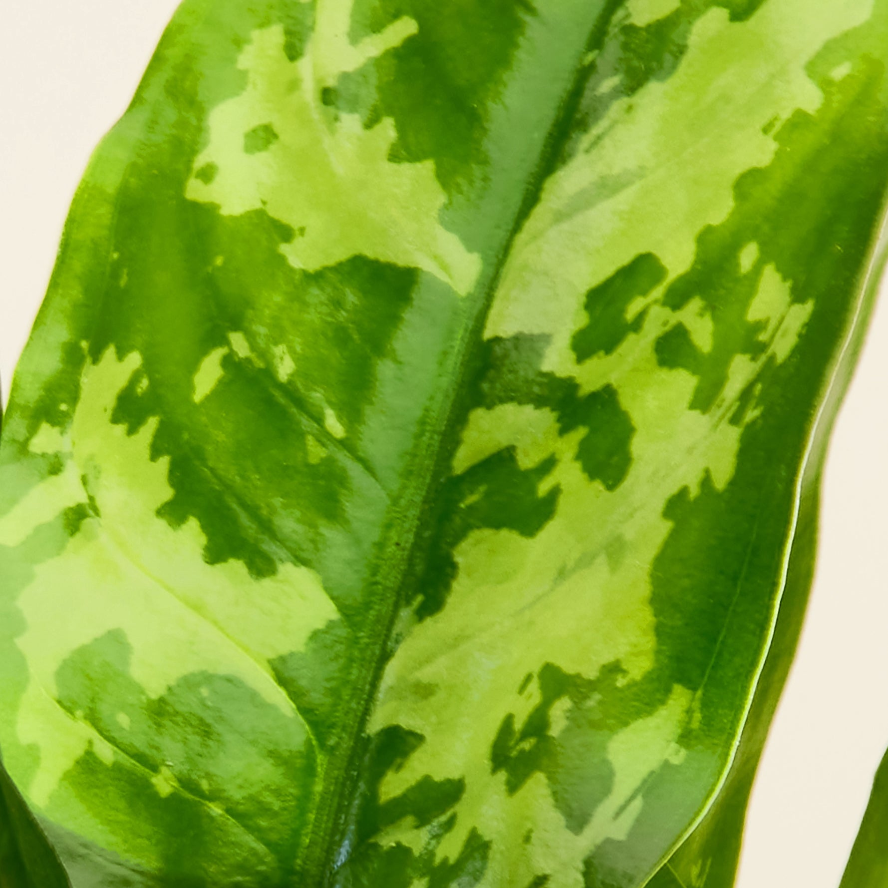 Aglaonema Green