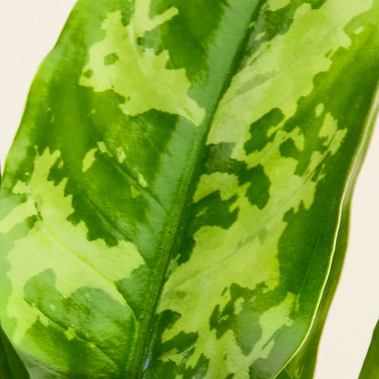 Aglaonema Green