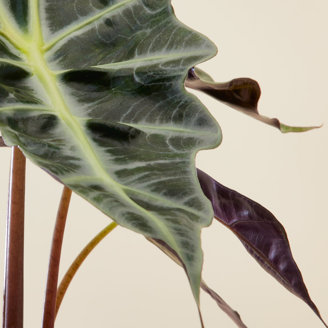 Alocasia Polly
