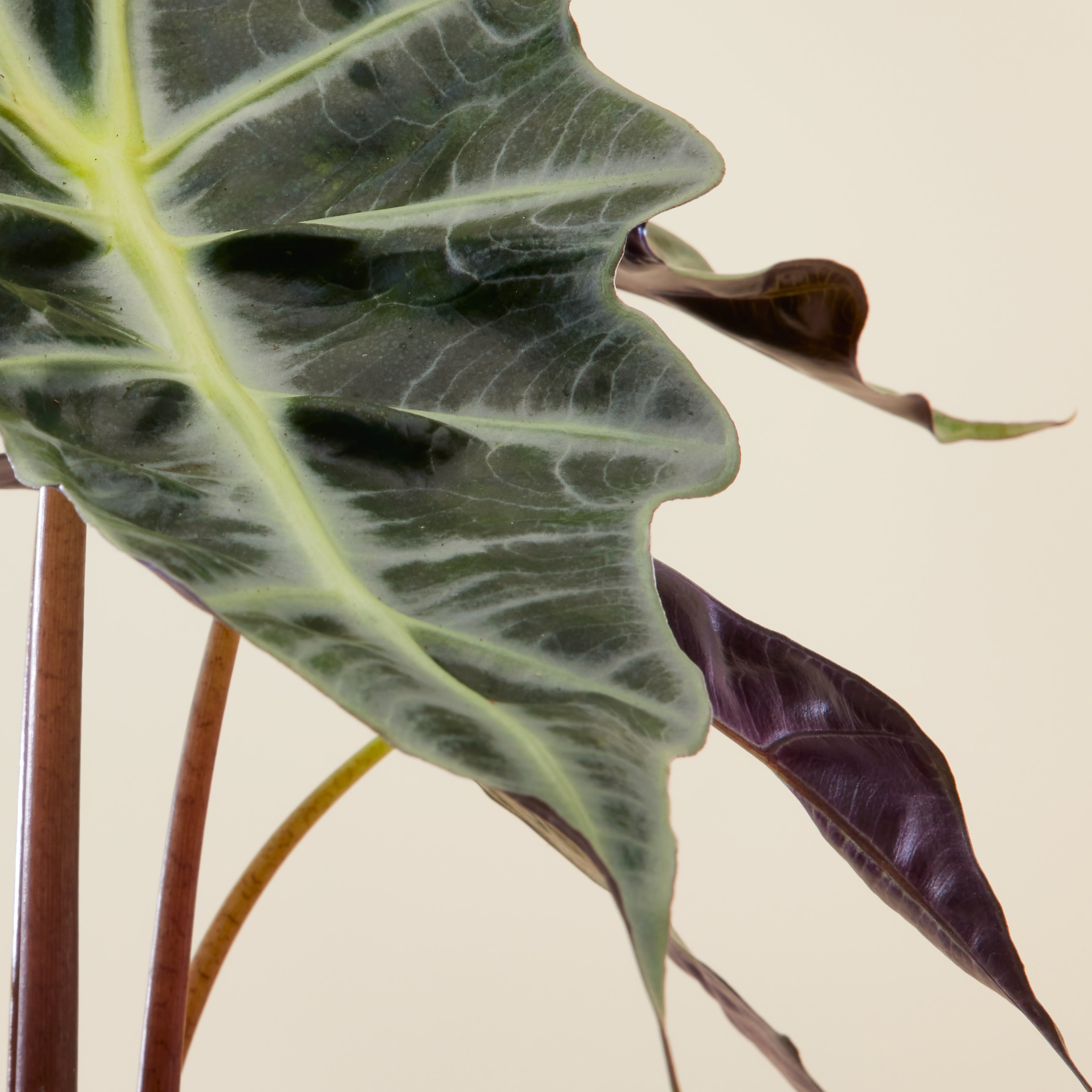 Alocasia Polly