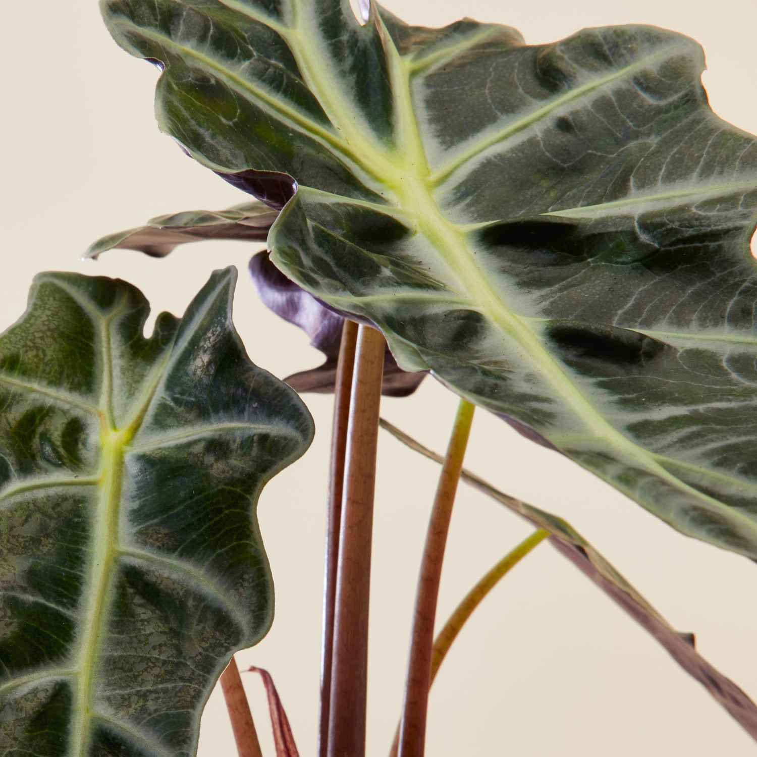 Alocasia Polly