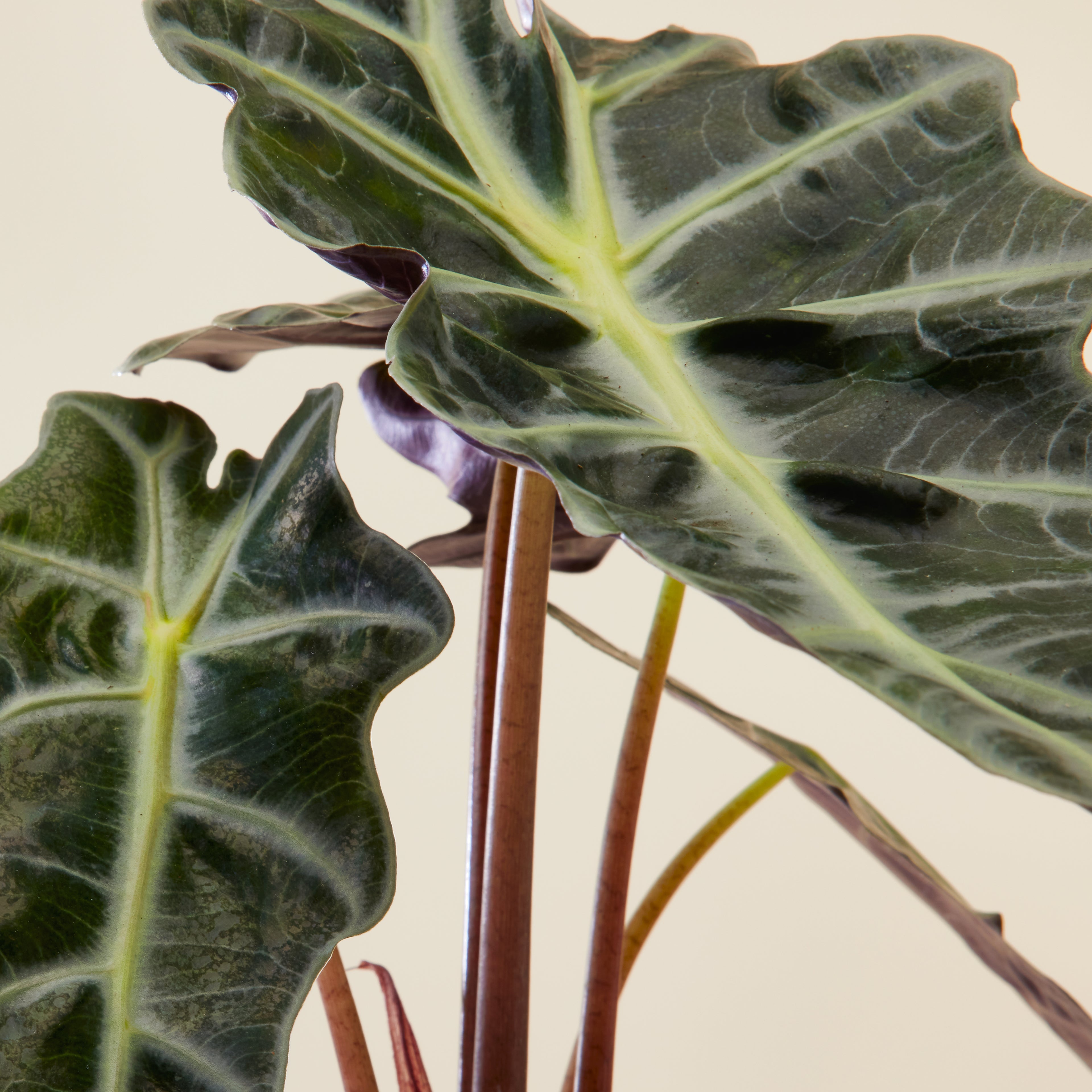 Alocasia Polly