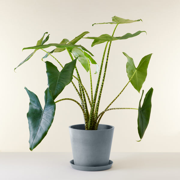 Alocasia Zebrina – Studio Chloro