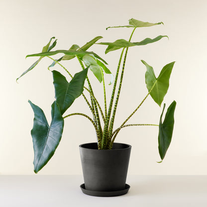 Alocasia Zebrina
