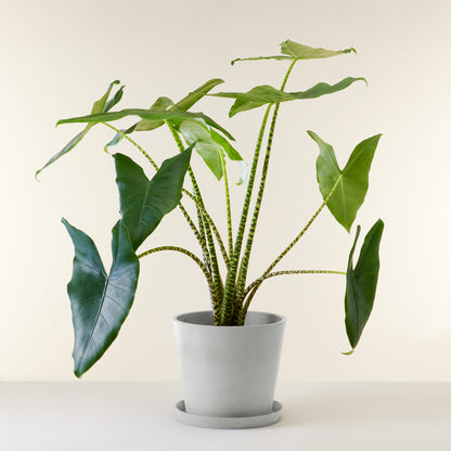 Alocasia Zebrina