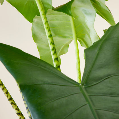 Alocasia Zebrina