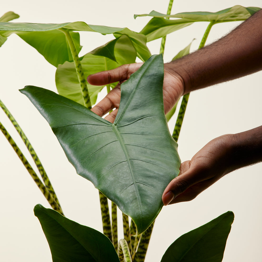 Alocasia Zebrina