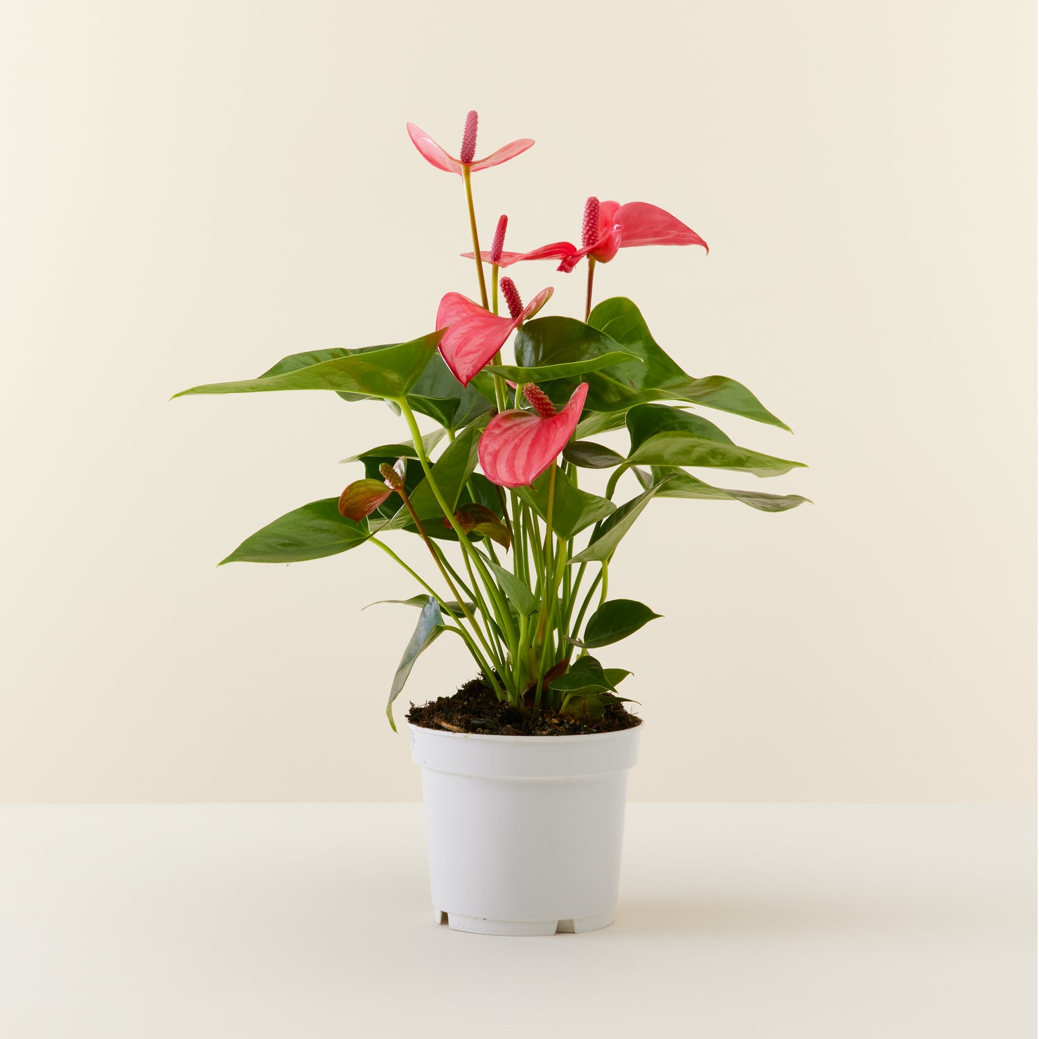 Anthurium Pink