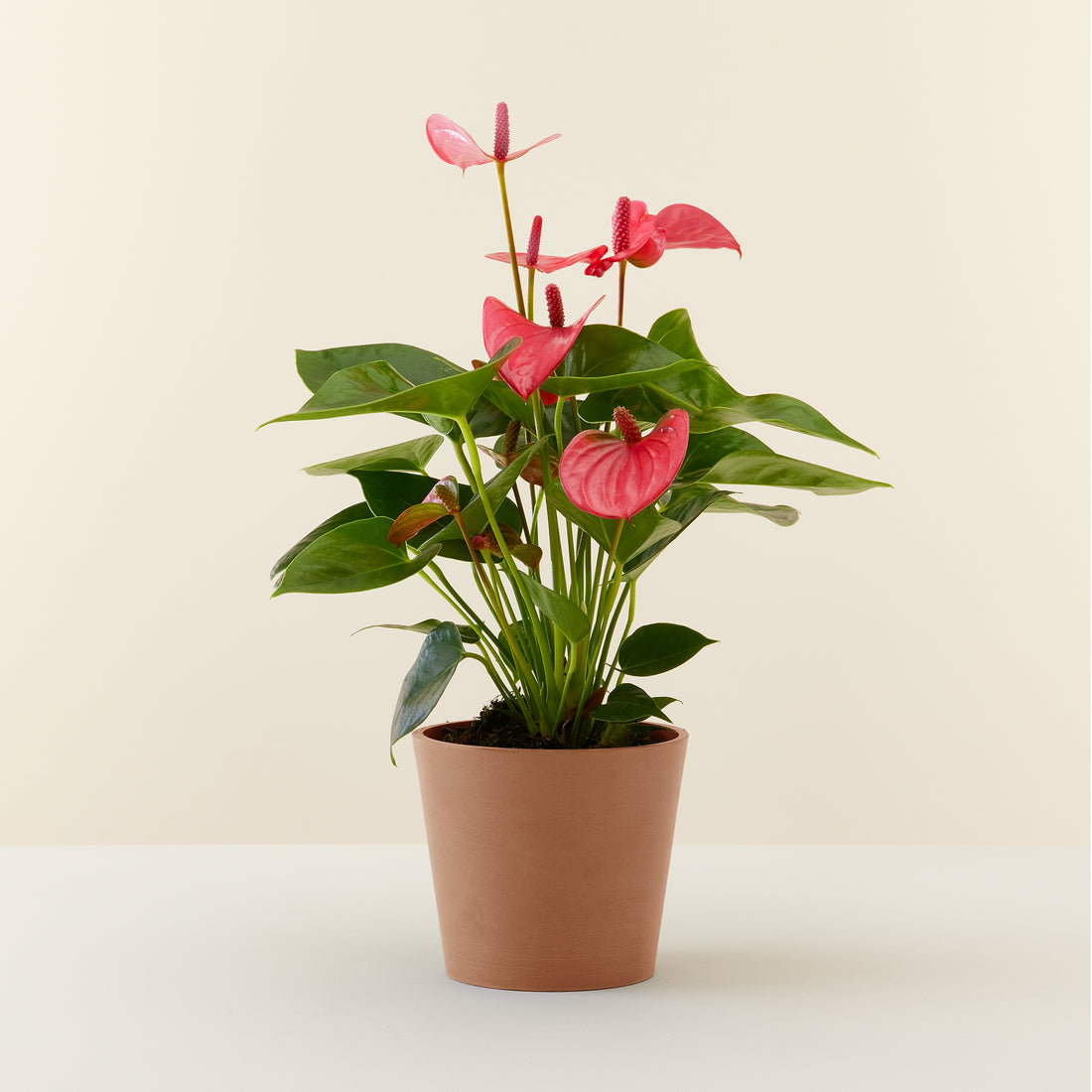 Anthurium Pink