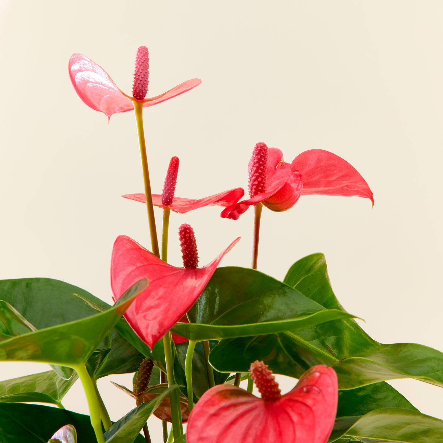 Anthurium Pink