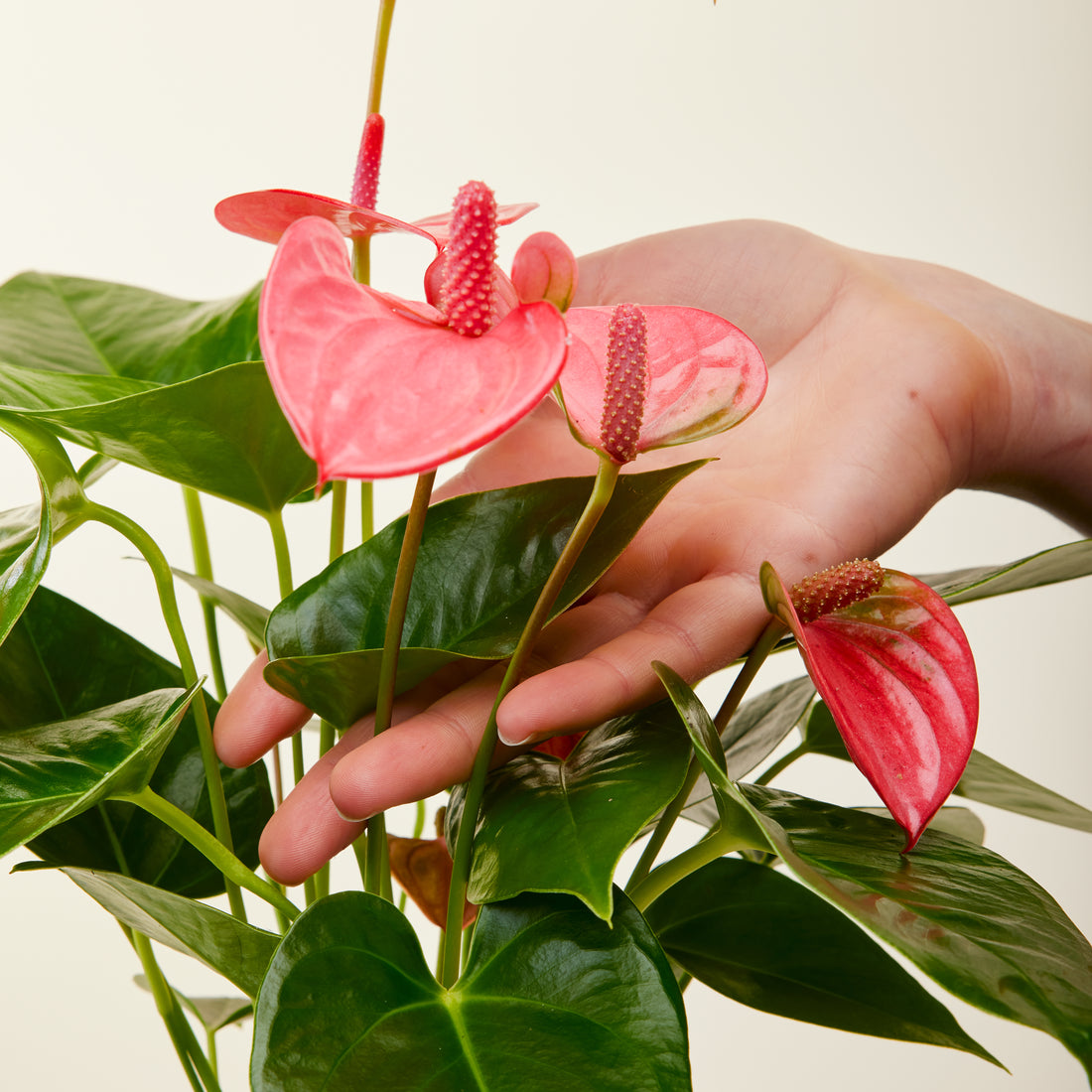 Anthurium Pink