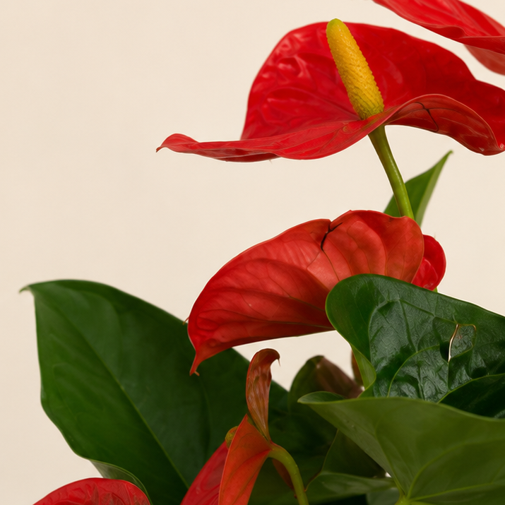 Anthurium Red