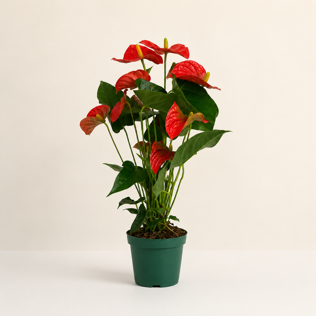 Anthurium Red