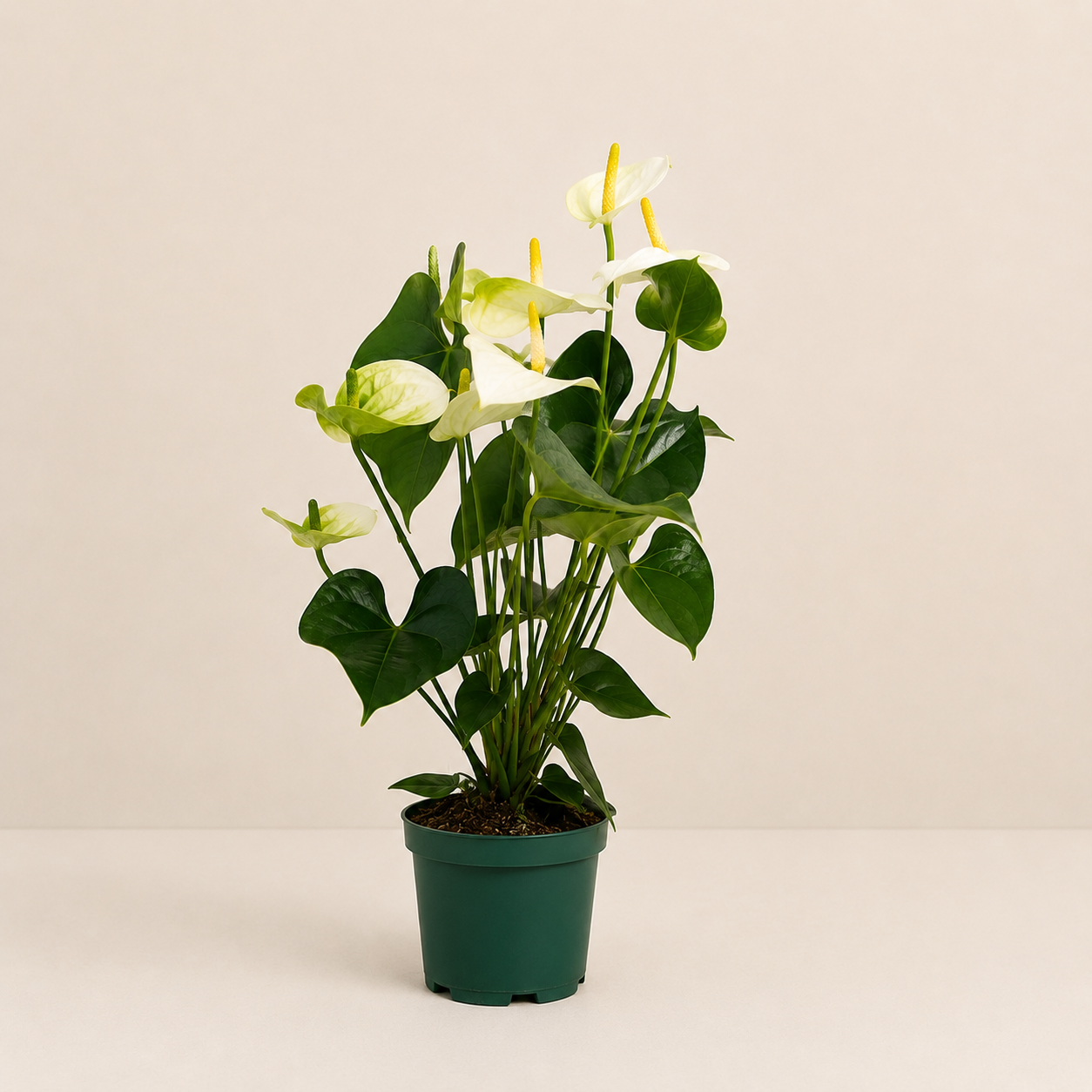 Anthurium White