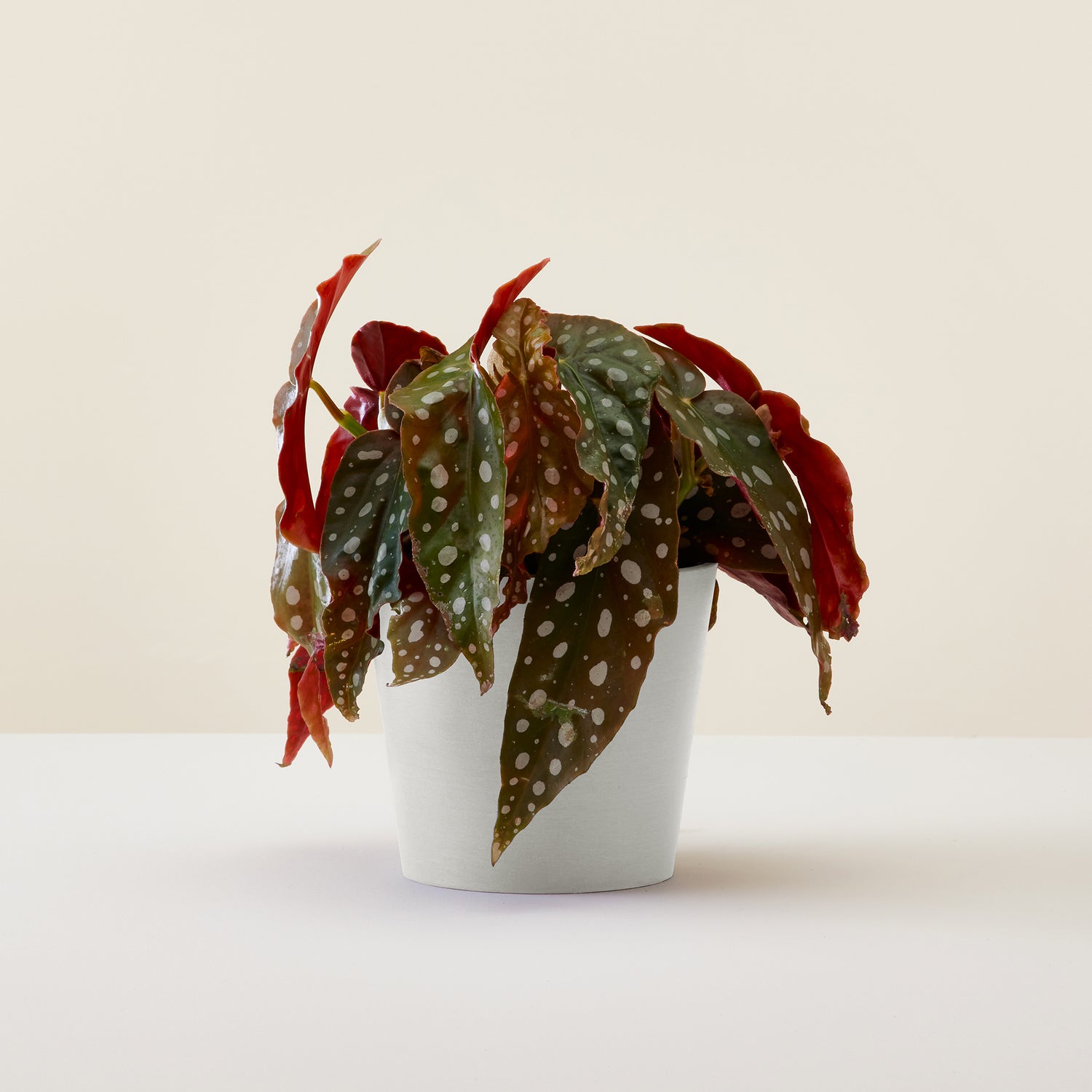 Begonia Black Forest
