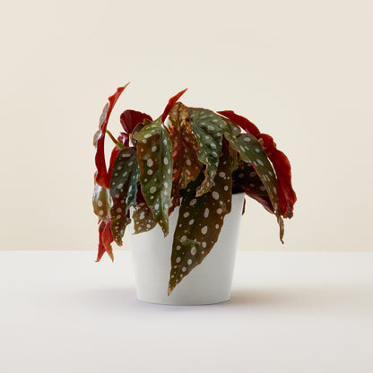 Begonia Black Forest