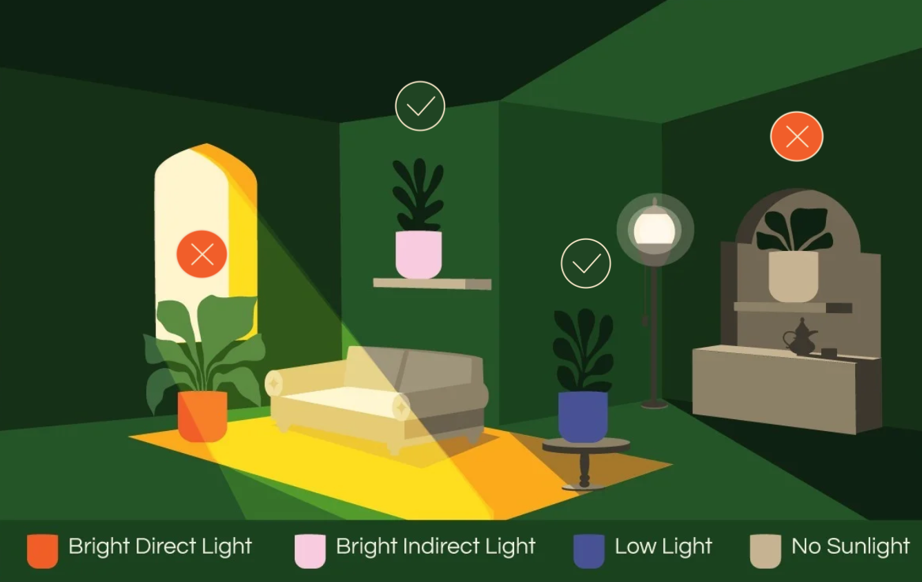 Begonia Black Forest